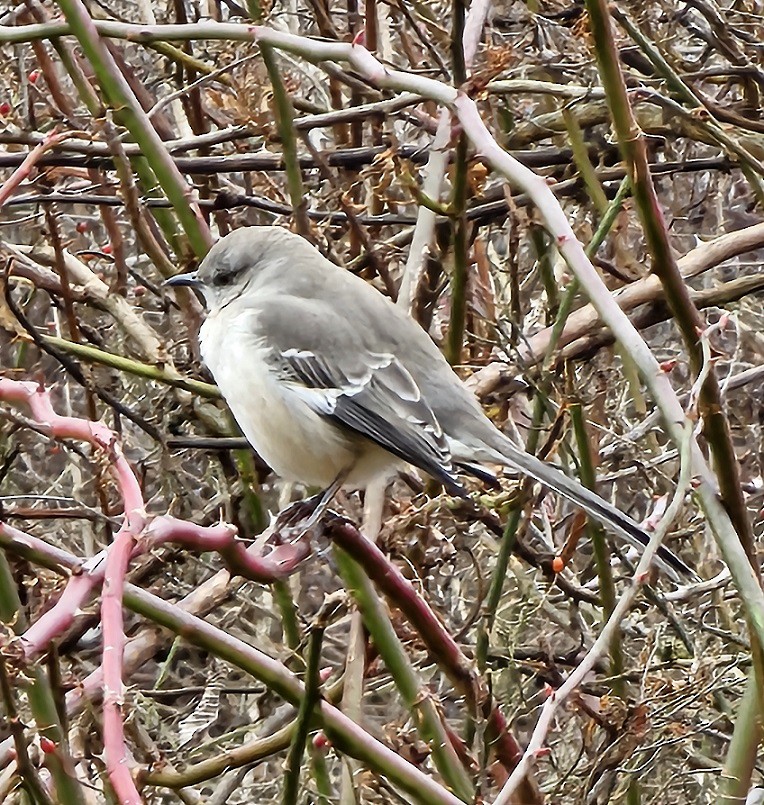 Northern Mockingbird - Rick Nelson