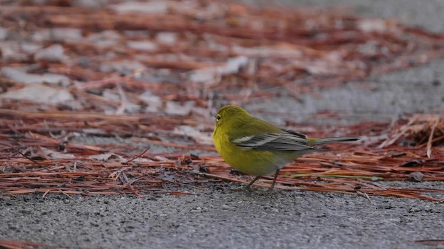 Pine Warbler - ML614016069