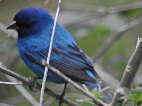 Indigo Bunting - ML614016090