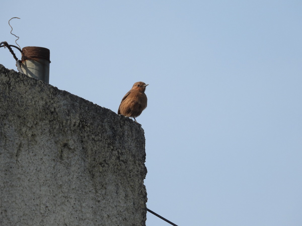 Brown Rock Chat - ML614016122