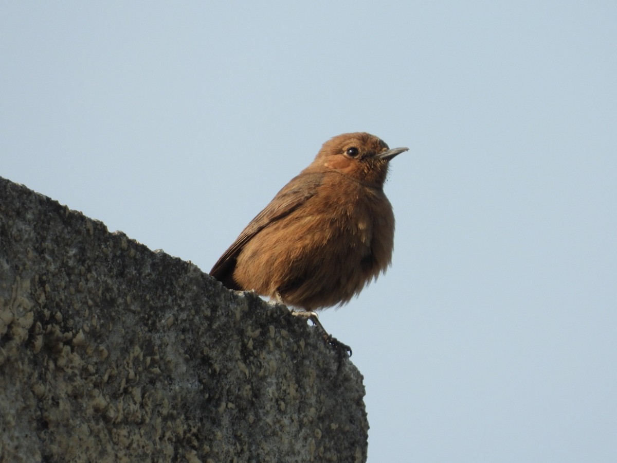 Brown Rock Chat - ML614016123