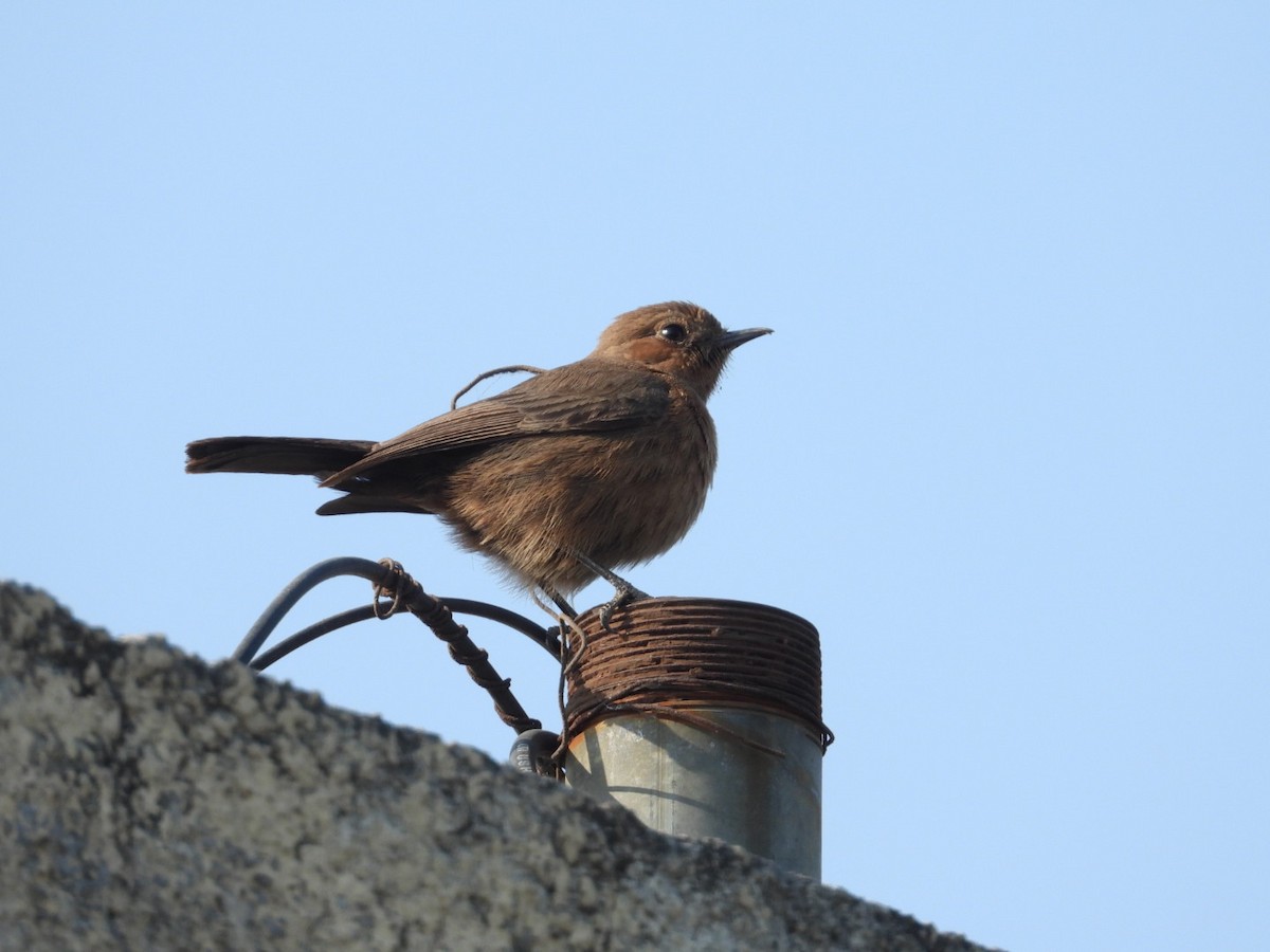 Brown Rock Chat - ML614016124