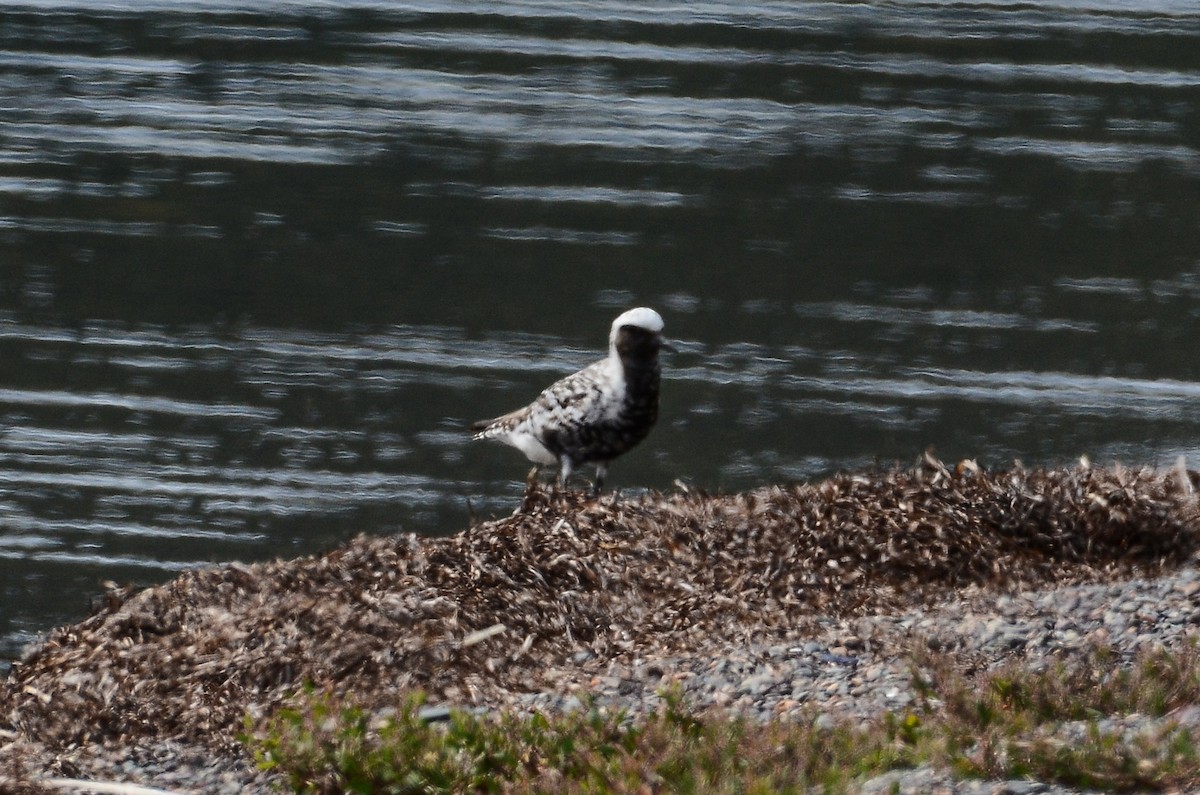 Black-bellied Plover - ML614016197