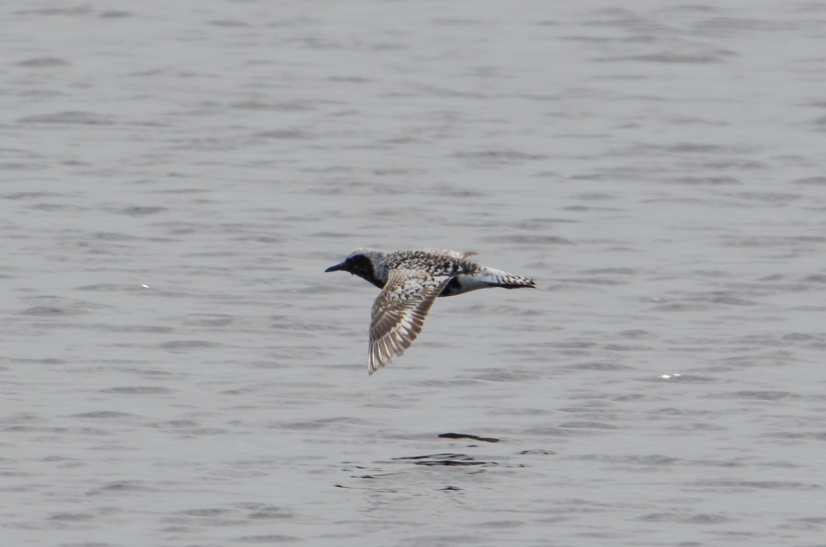 Black-bellied Plover - ML614016201