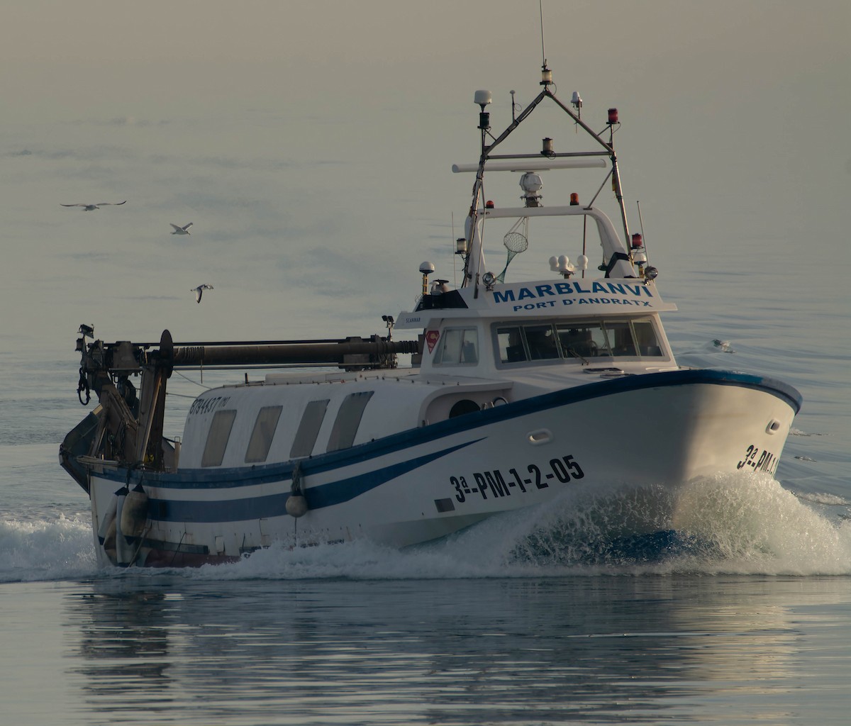 Black-legged Kittiwake - ML614016221