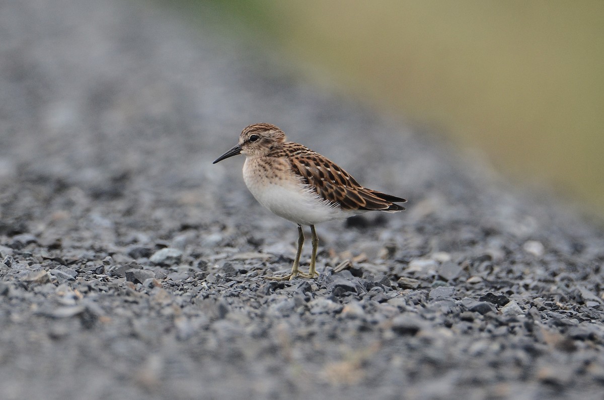 Least Sandpiper - ML614016274