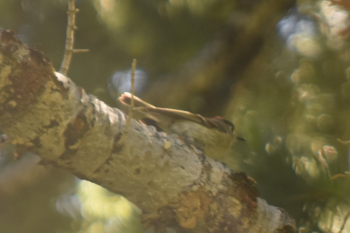 Ruby-crowned Kinglet - ML61401631