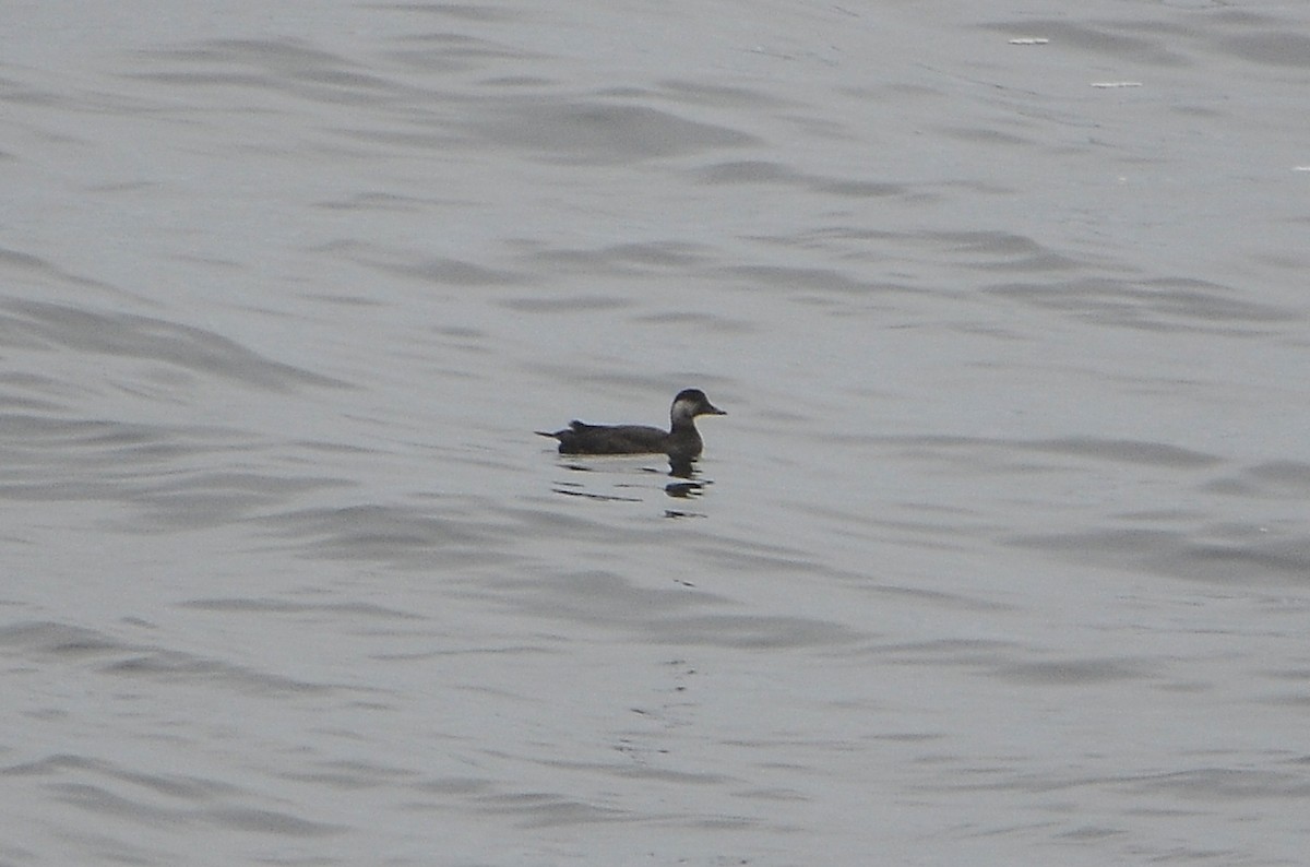 Black Scoter - ML614016342