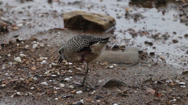 Chorlito Dorado Americano - ML614016381