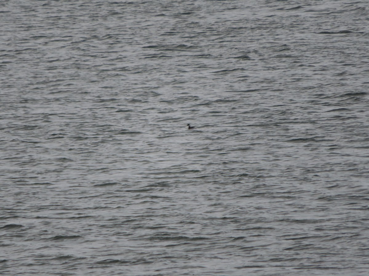 Horned Grebe - ML614016390