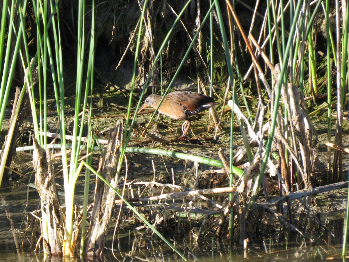 Virginia Rail - Marya Moosman