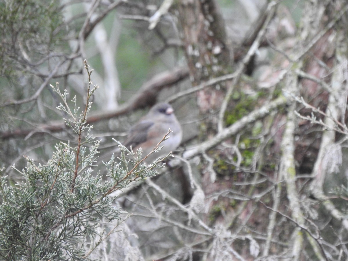 Dark-eyed Junco - ML614016415