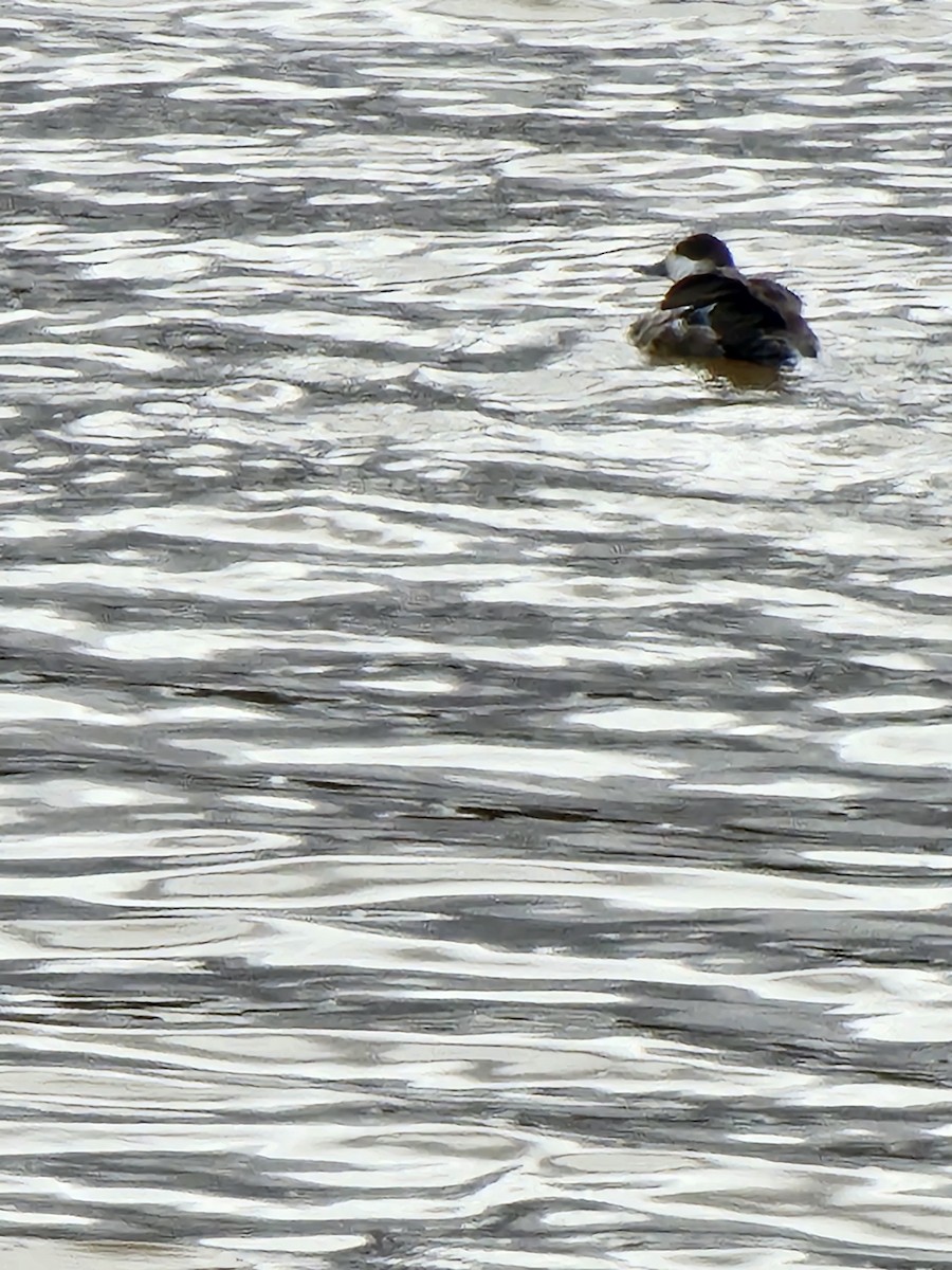 Ruddy Duck - Nelle Howard