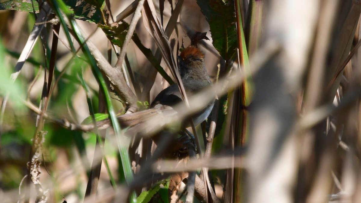 Rio Orinoco Spinetail - Carl Winstead