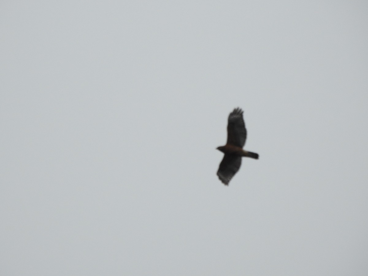 Red-shouldered Hawk - ML614016434