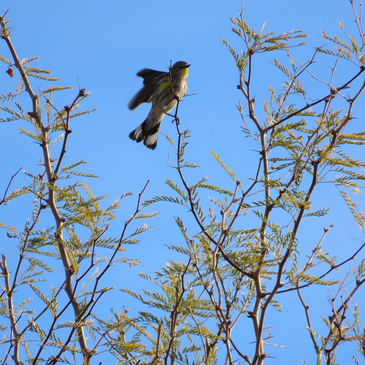 Yellow-rumped Warbler (Audubon's) - ML614016470
