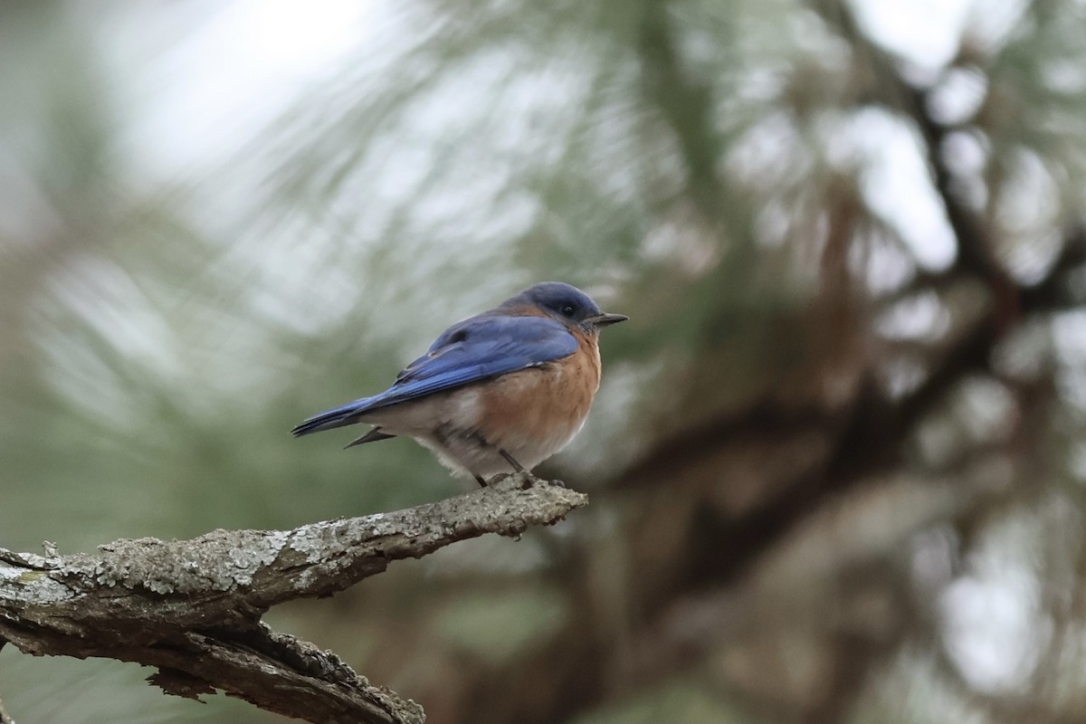 Eastern Bluebird - ML614016474