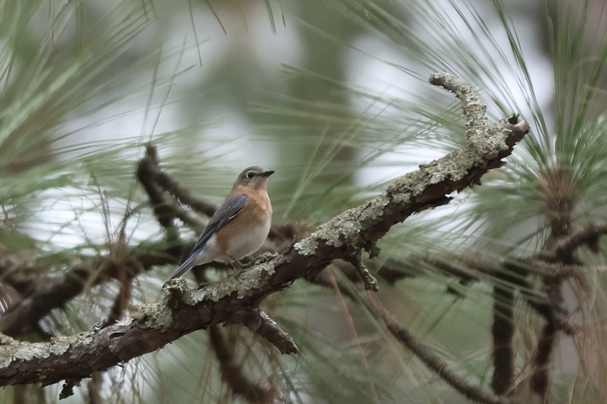 Eastern Bluebird - ML614016475