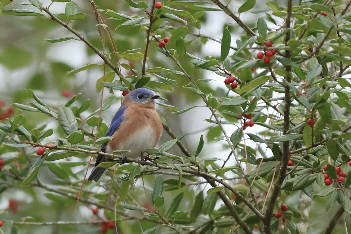 Eastern Bluebird - ML614016476