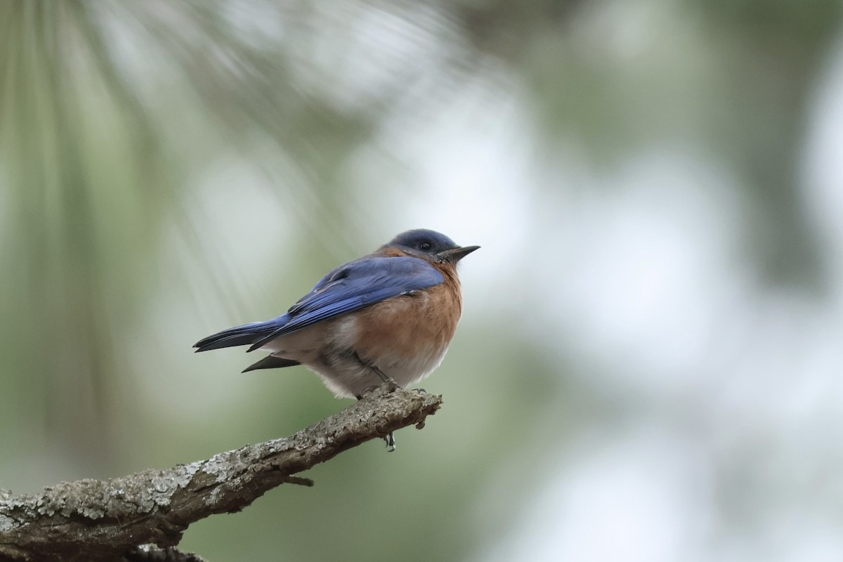 Eastern Bluebird - ML614016477