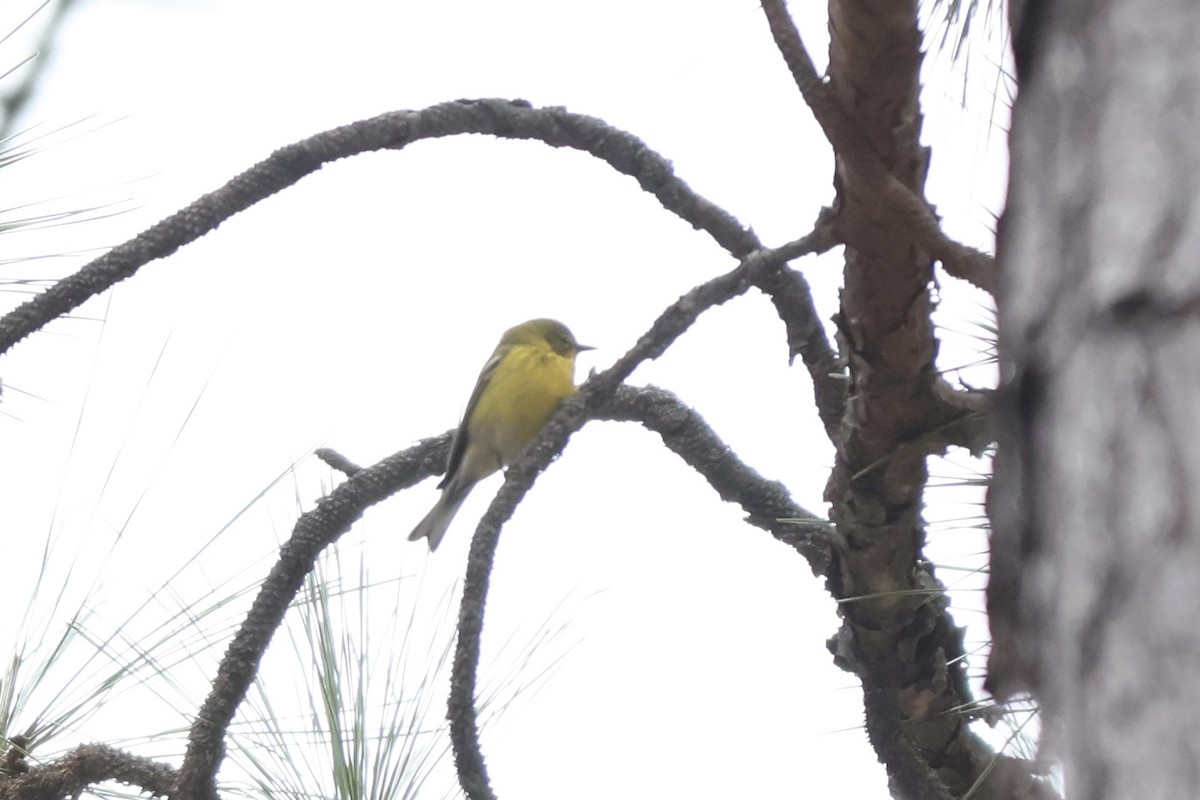 Pine Warbler - ML614016484