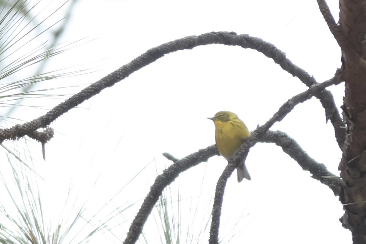 Pine Warbler - ML614016486