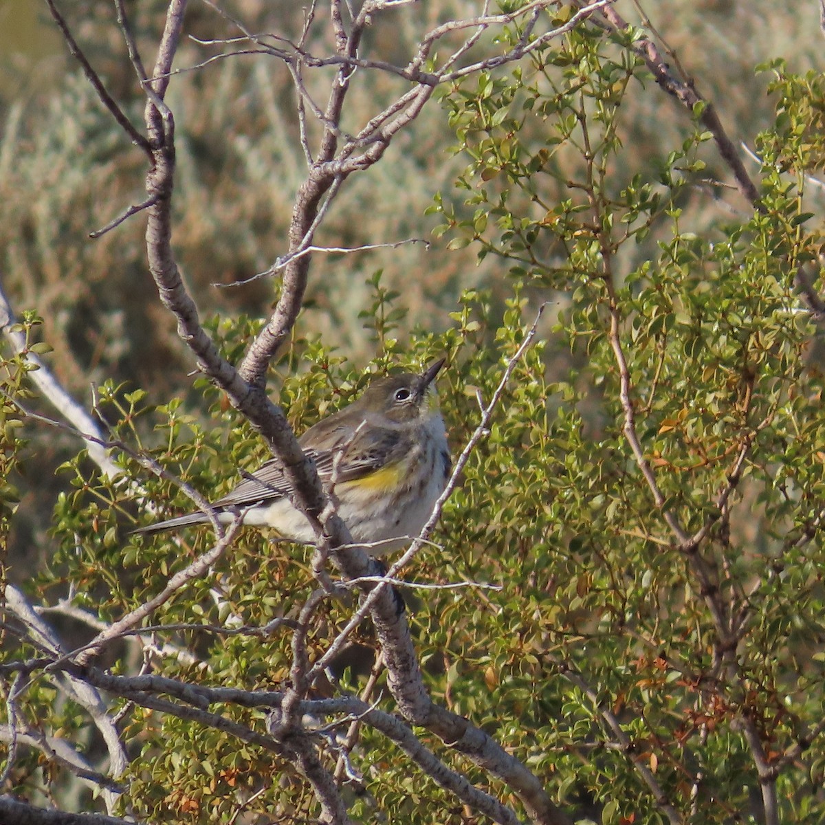Yellow-rumped Warbler (Audubon's) - ML614016499