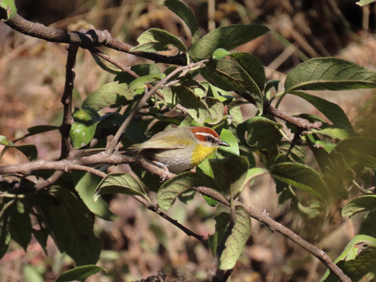 Rufous-capped Warbler - ML614016575