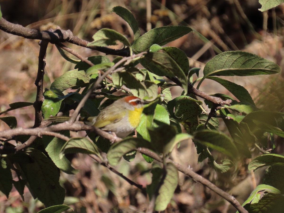 Rufous-capped Warbler - ML614016582