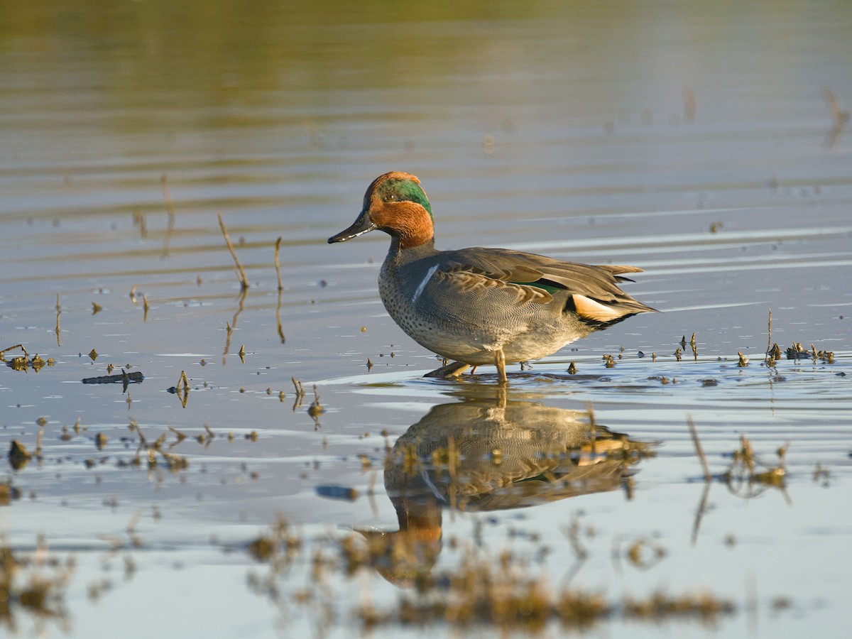 Green-winged Teal - ML614016615