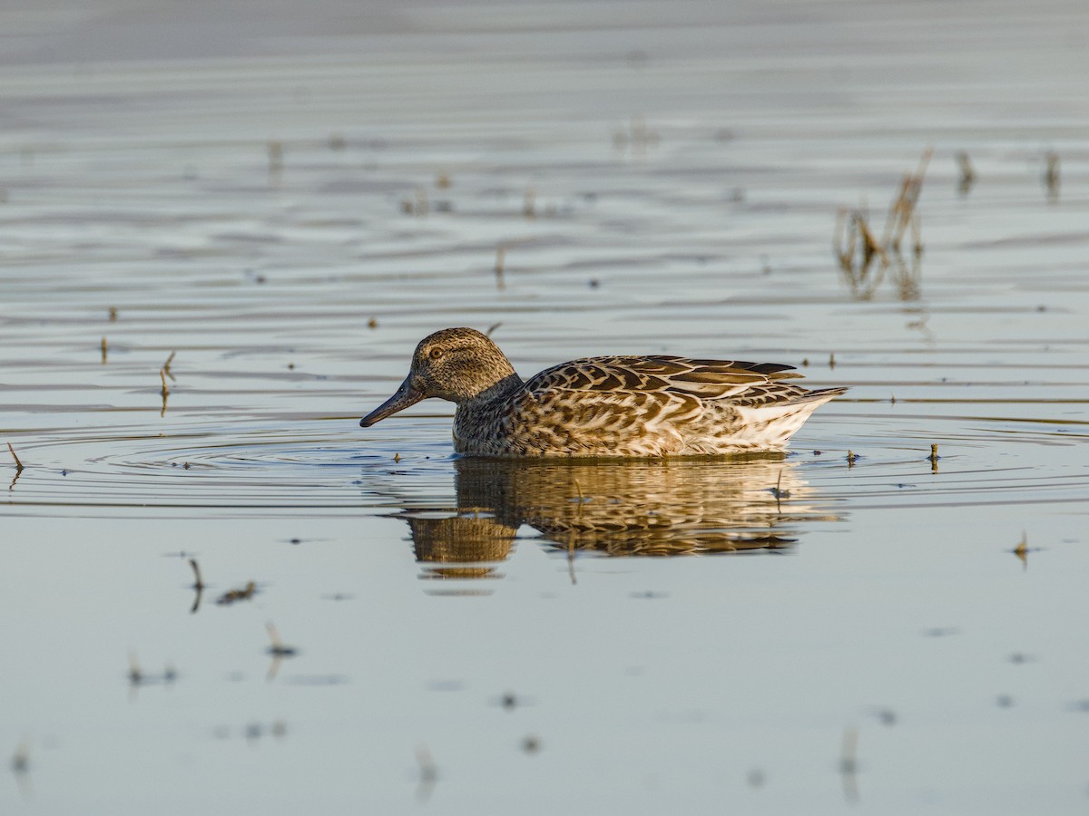 Green-winged Teal - ML614016650