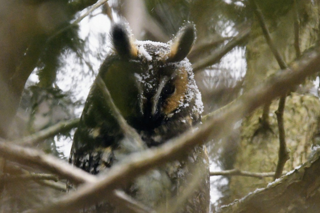 Long-eared Owl - ML614016671