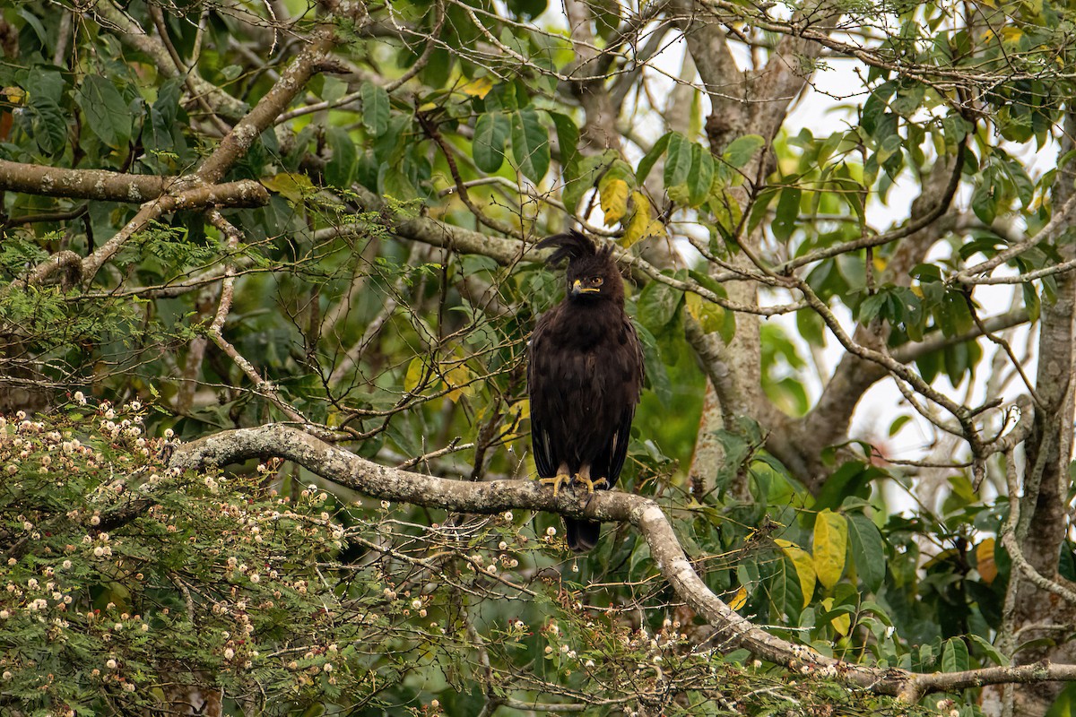 Águila Crestilarga - ML614016687