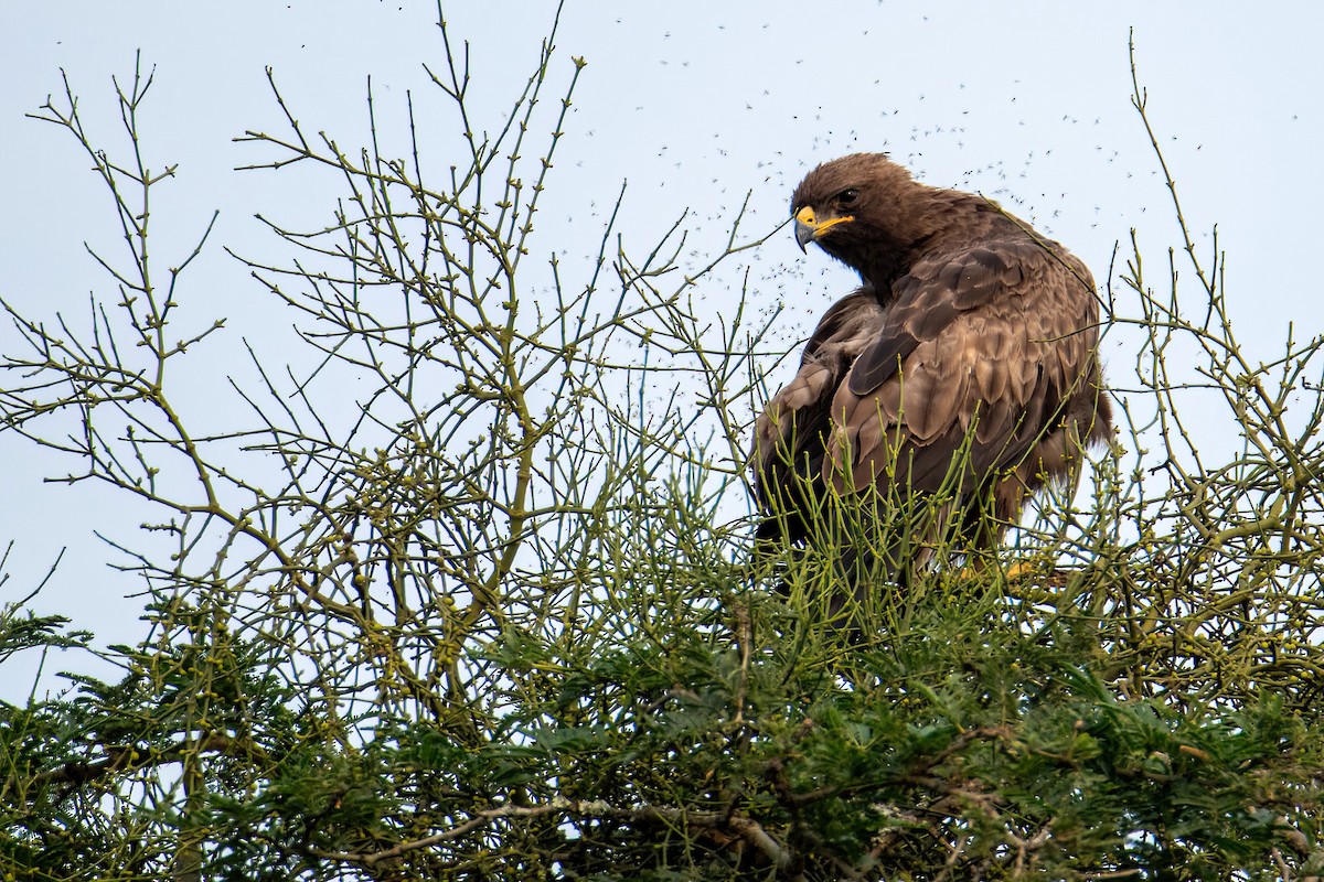 Steppe Eagle - ML614016695