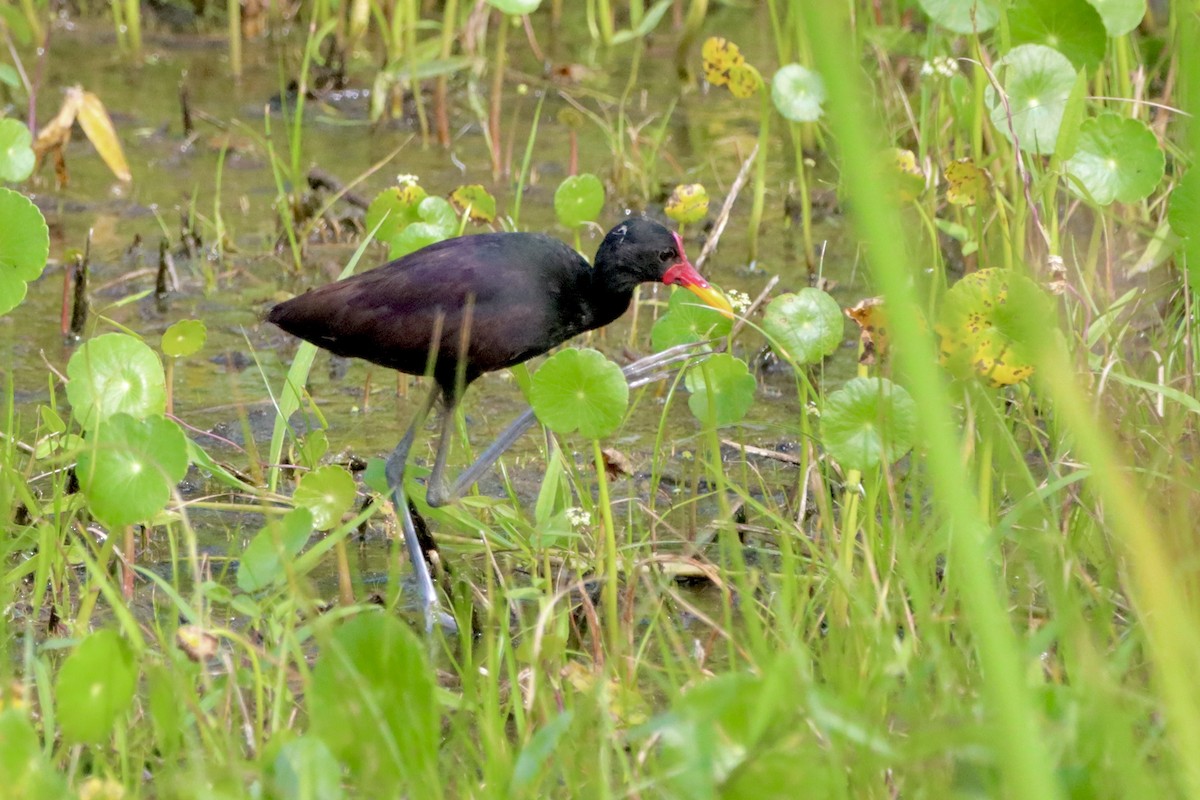 Wattled Jacana - Robbin Mallett