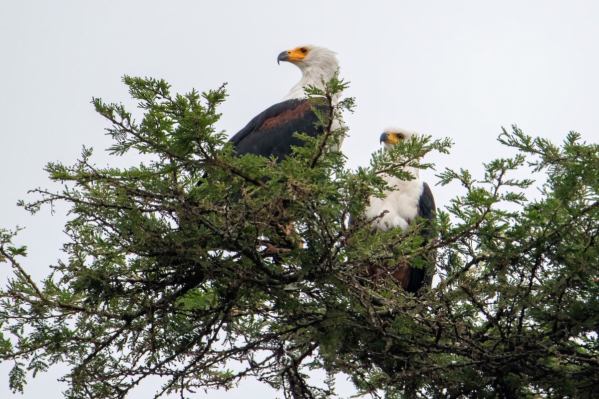 African Fish-Eagle - Michal Budzynski