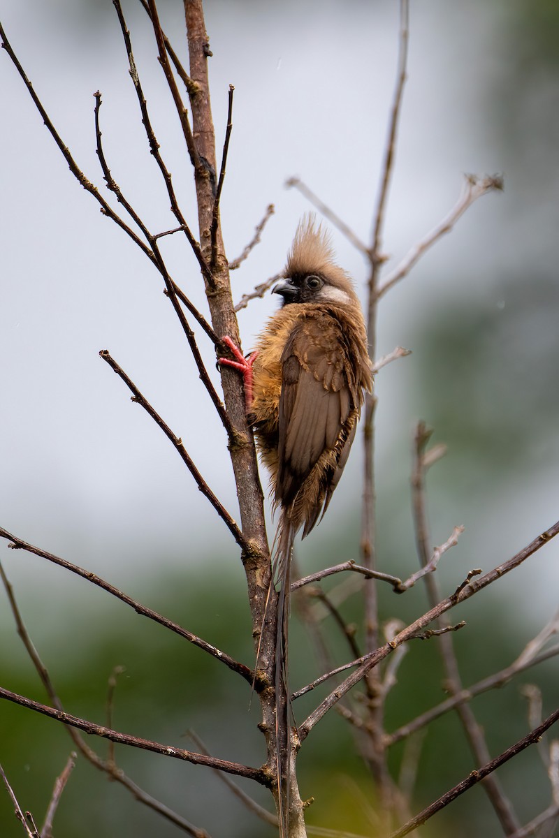 Braunflügel-Mausvogel - ML614016739