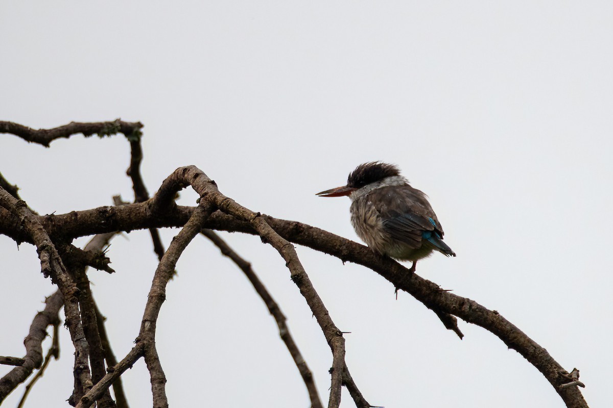 Striped Kingfisher - ML614016754