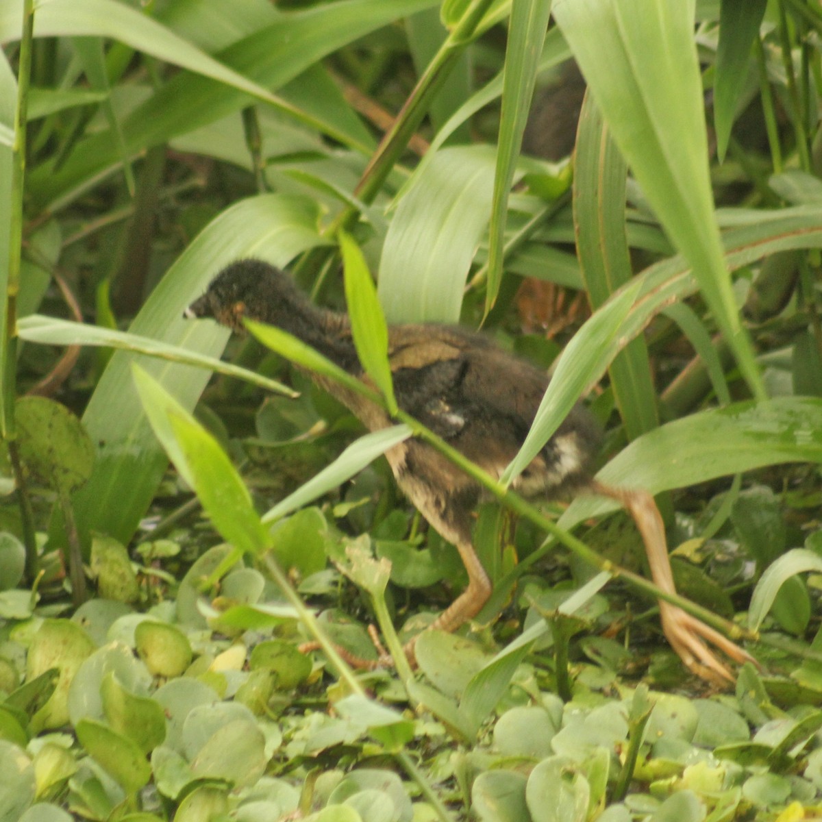 Purple Gallinule - ML614016761