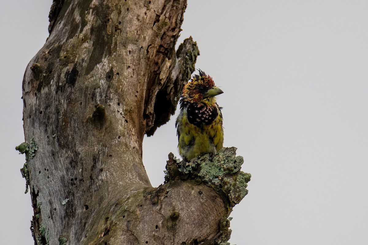 Crested Barbet - Michal Budzynski