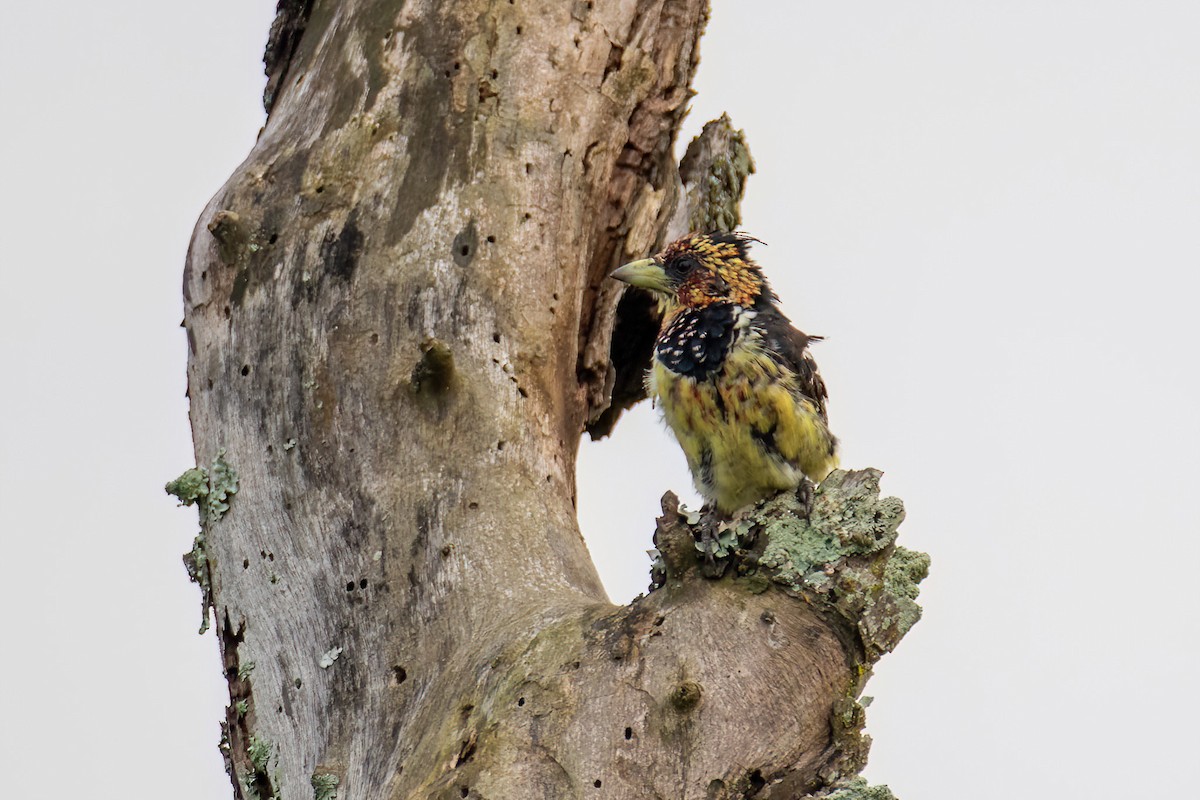 Crested Barbet - Michal Budzynski