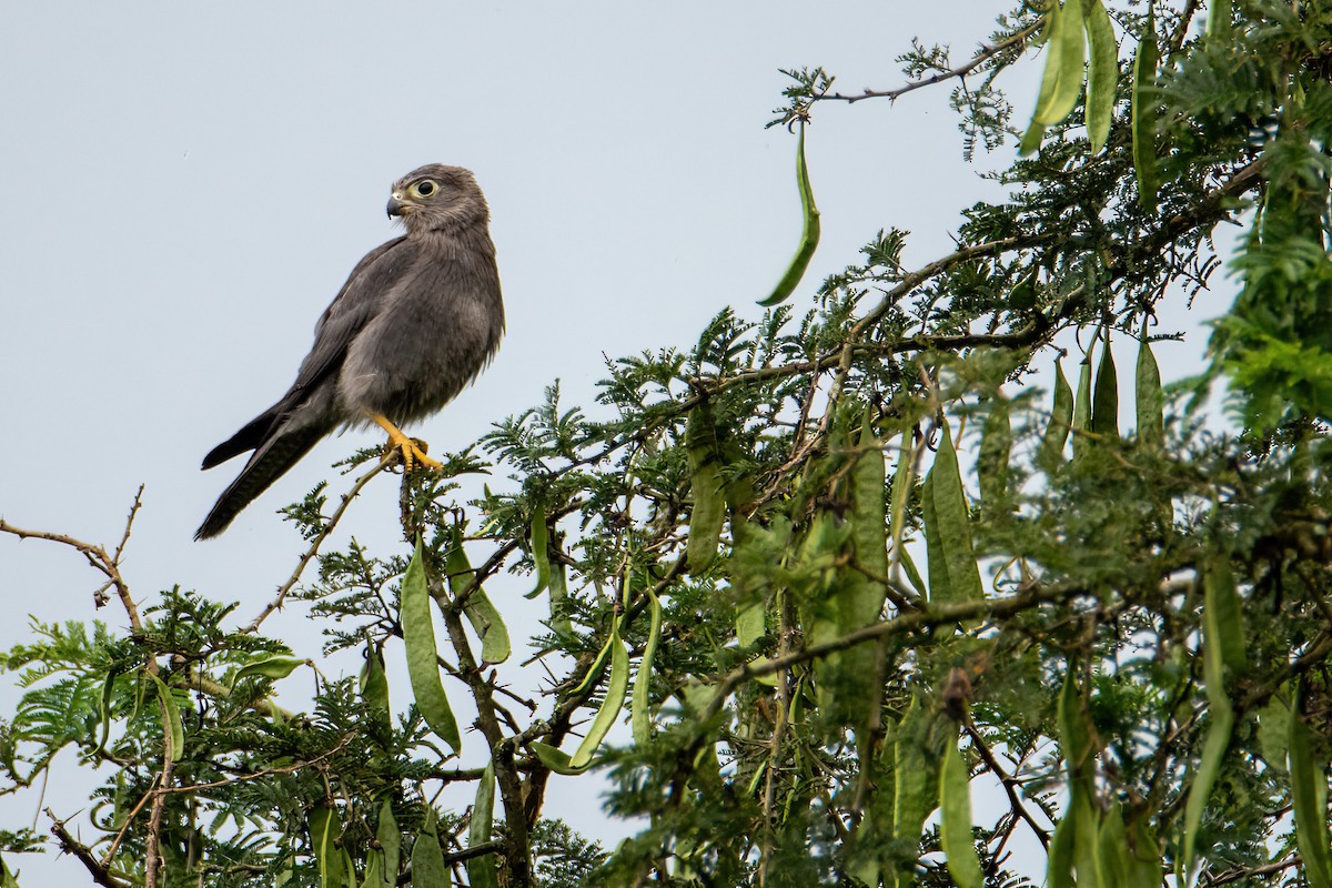 Gray Kestrel - ML614016796