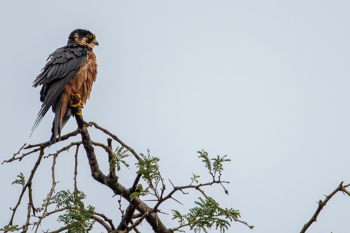 African Hobby - Michal Budzynski