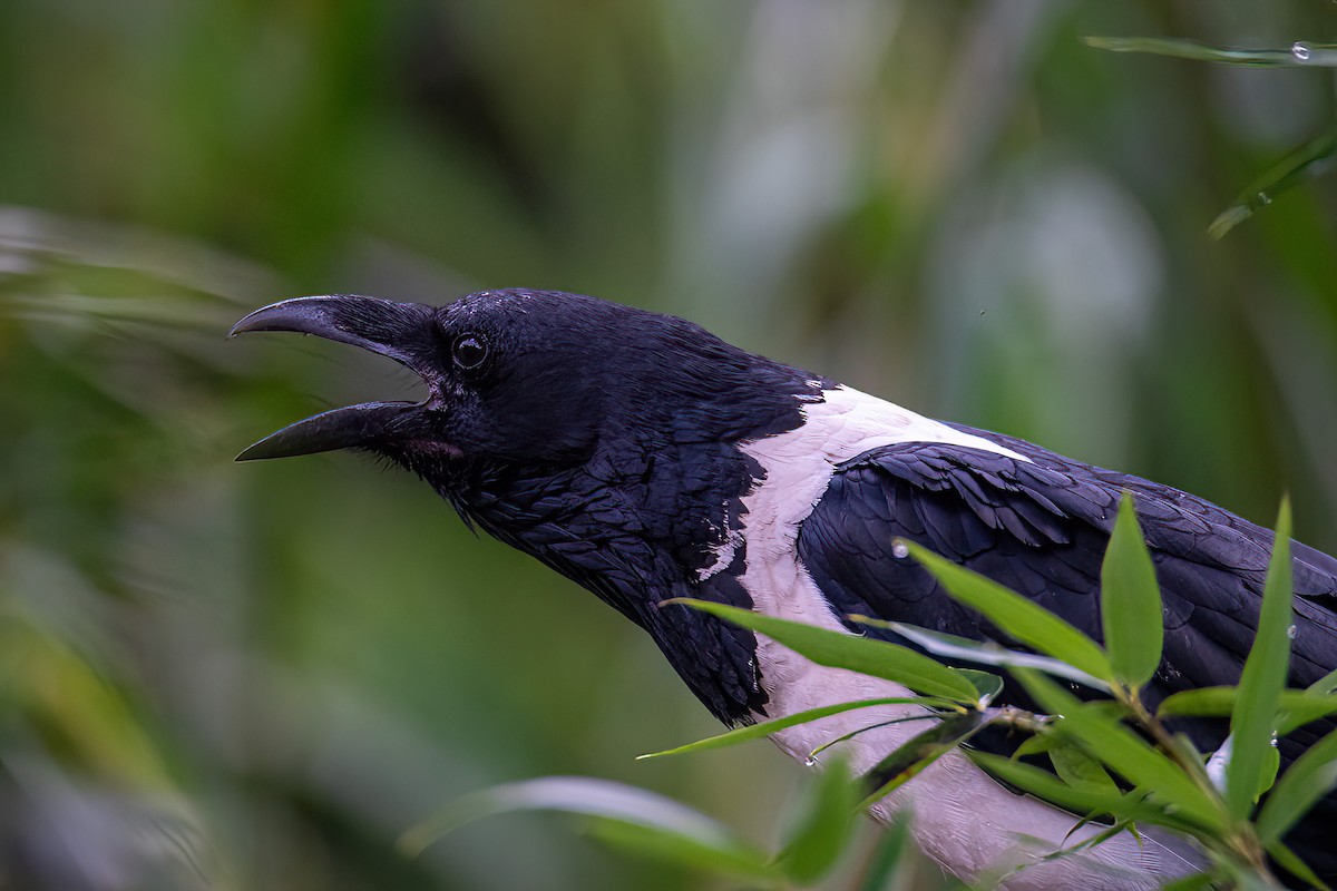 Pied Crow - ML614016834