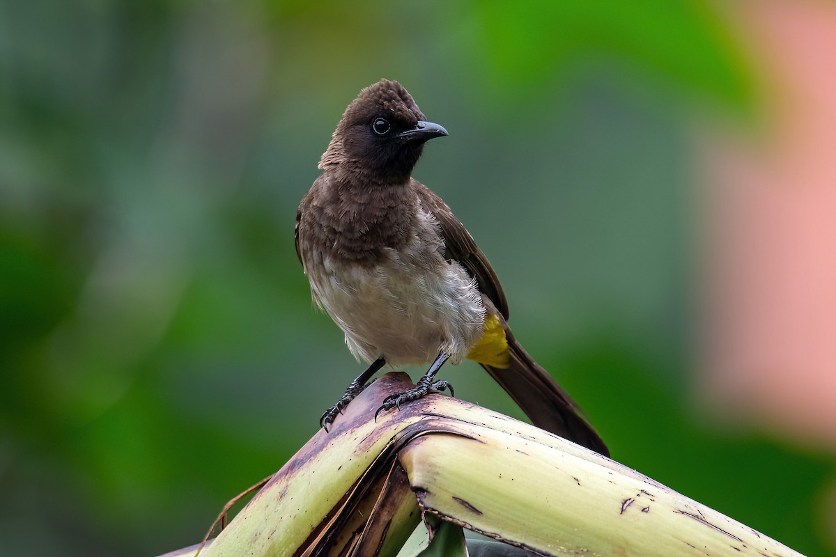 Common Bulbul - Michal Budzynski