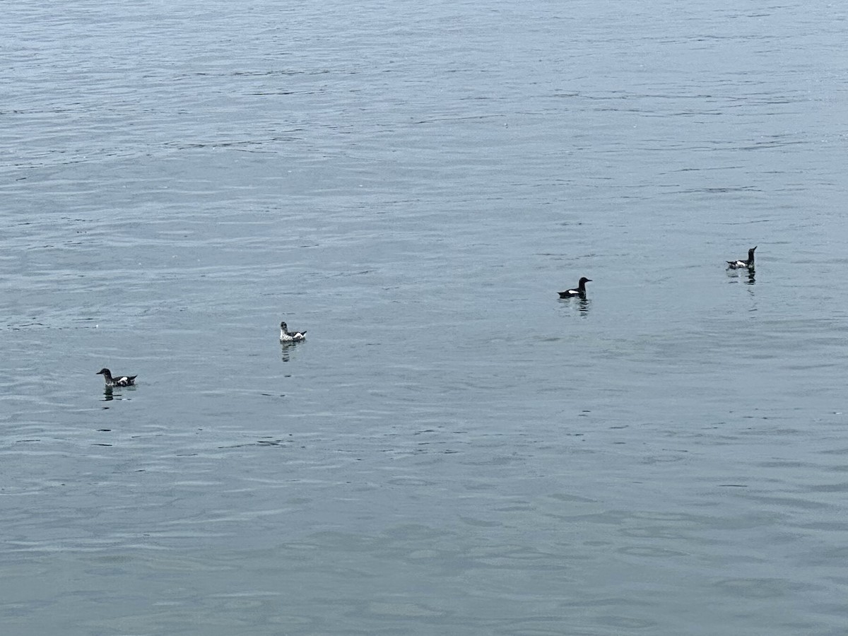 Pigeon Guillemot - ML614016852