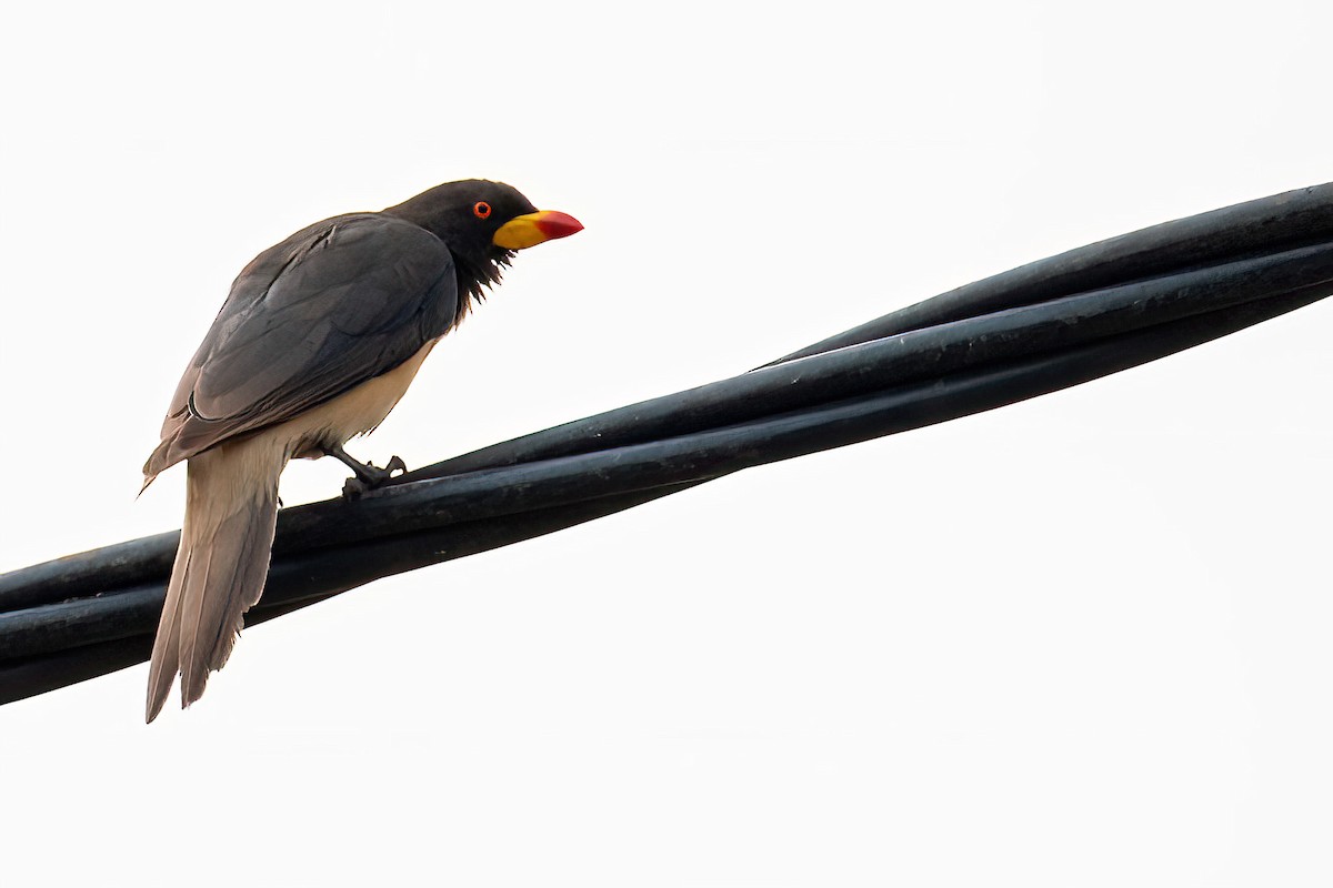 Yellow-billed Oxpecker - ML614016854