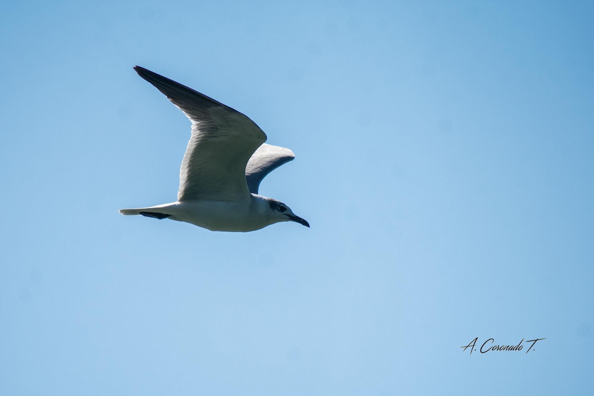 Laughing Gull - Alexander Coronado Torné