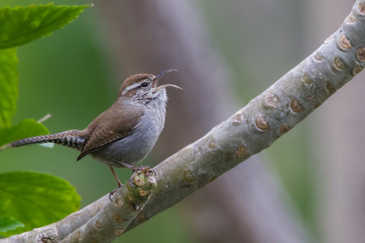 Bewick's Wren - ML614016931