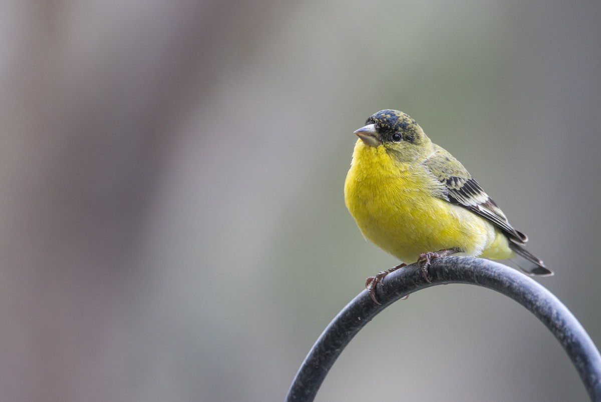 Lesser Goldfinch - ML614016936